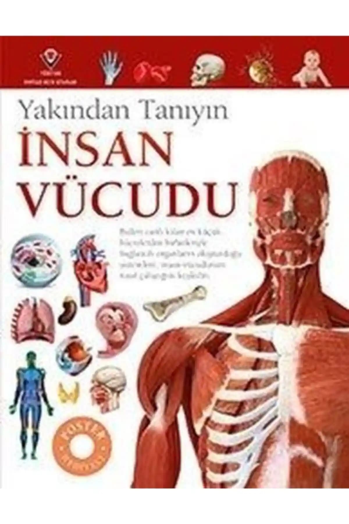 İnsan Vücudu Kitabı: Çocuklar ve Meraklılar İçin Anatomiyi Anlamanın En İyi Yolu