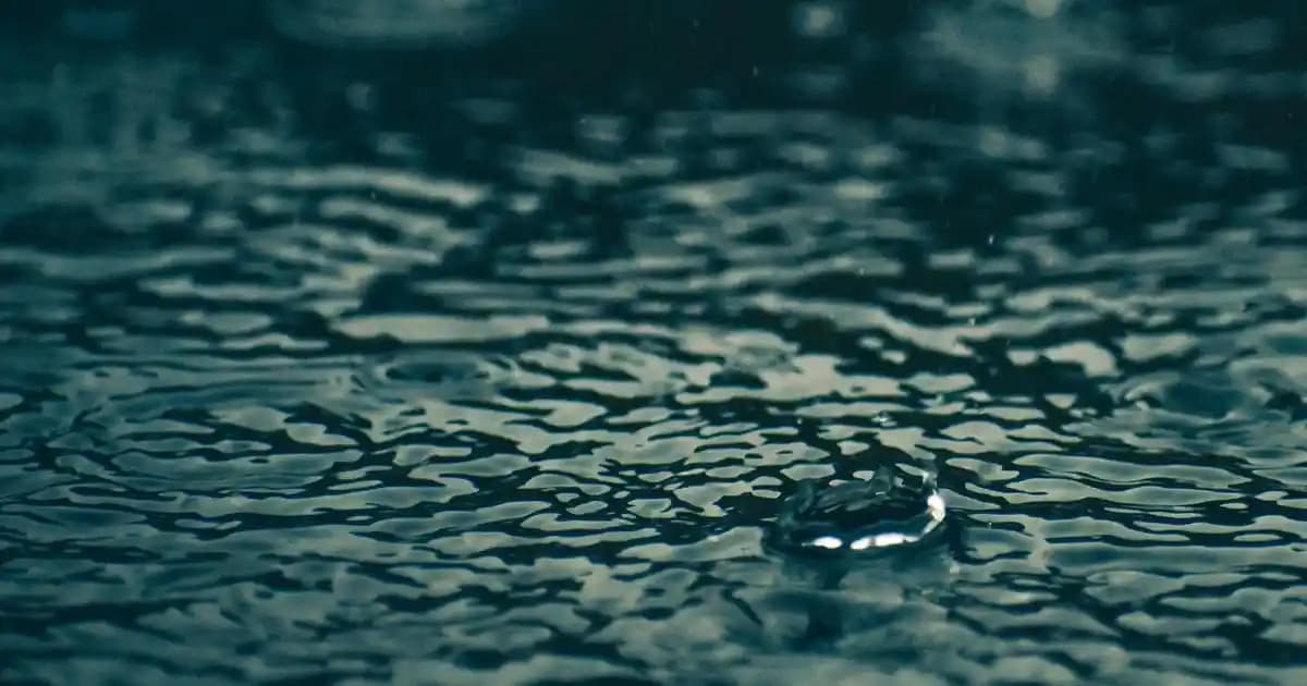 BİM’de Tavuk Alırken Dikkat Edilmesi Gerekenler ve Tavuk Ürünleri Hakkında Bilmeniz Gerekenler