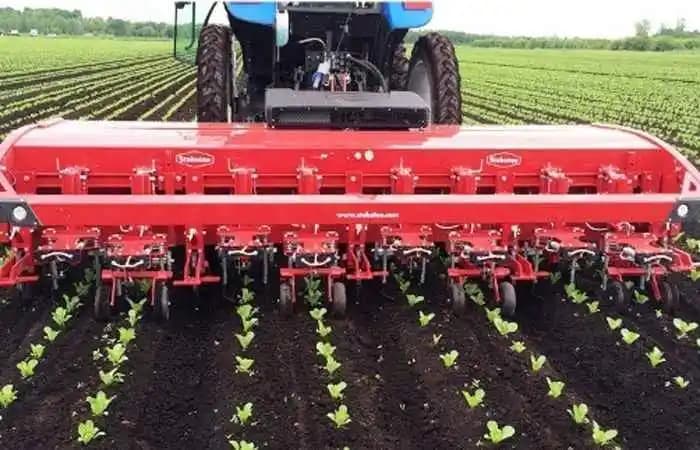 Çanakkale’de Yetişen Tarım Ürünleri: Zeytin, Üzüm ve Tahıllarla Zengin Doğal Lezzetler