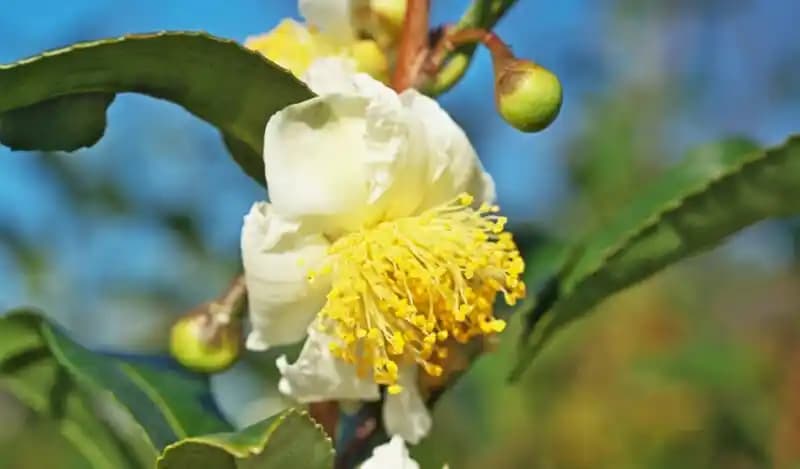 Çay Çiçeği Çeşitleri ve Sağlık Faydaları: Doğal Bir İçecek Seçeneği