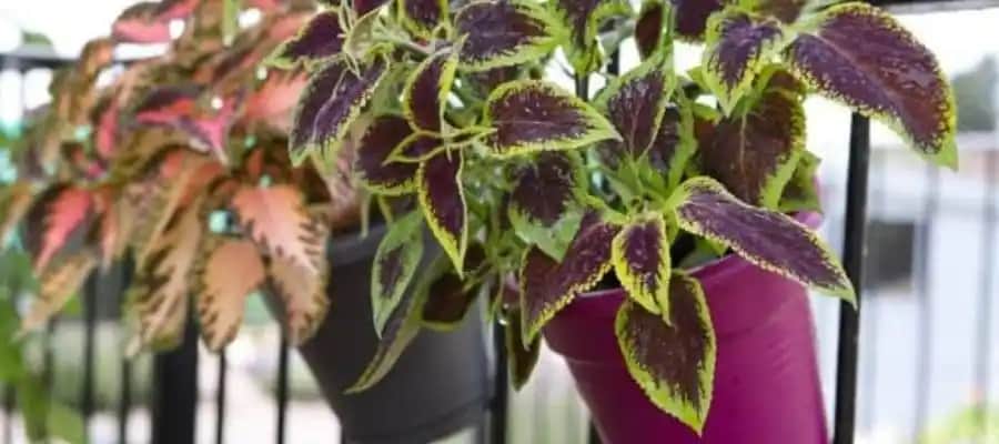 Çay Çiçeği Nedir Kullanım Alanları ve Sağlığa Faydaları Hakkında Kapsamlı Bilgi