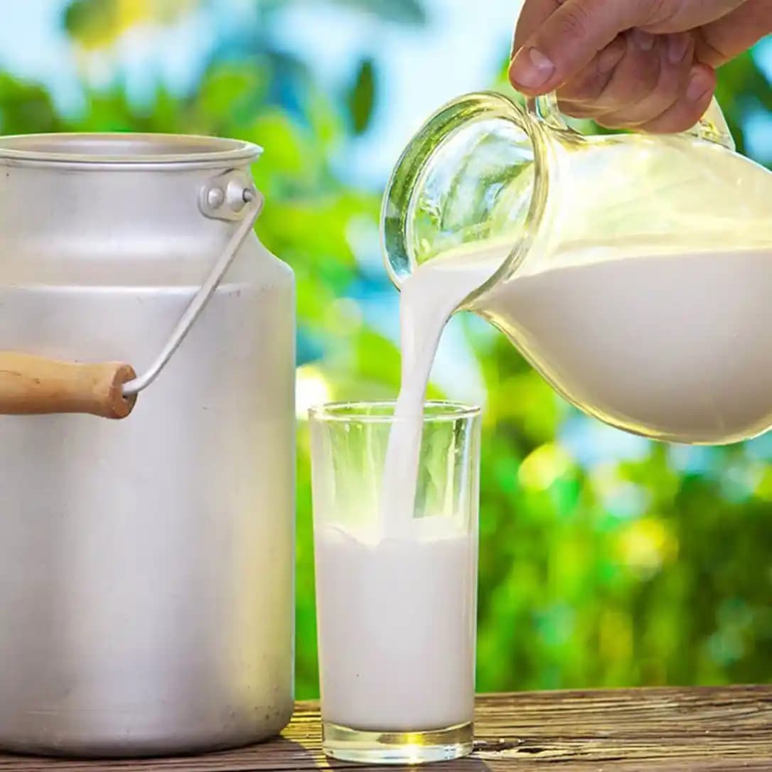 Manda Sütü Fiyatları ve Sağlıklı Doğal Alternatifler Hakkında Bilgiler