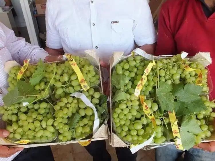 Marketlerde Üzüm Kilosu Güncel Durumu ve Tüketici Rehberi