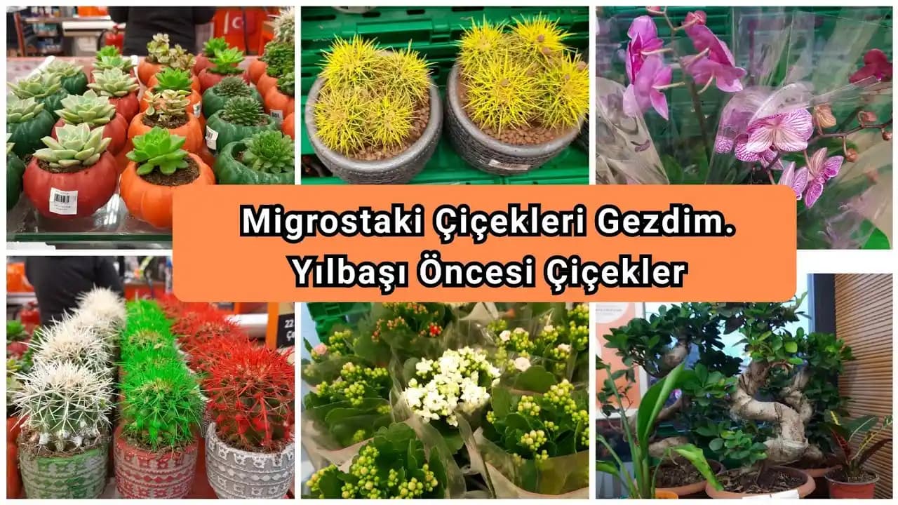 Migrosta Satılan Çiçekler: Uygun Fiyatlı ve Çeşitli Seçenekler ile Dekorasyon ve Hediye