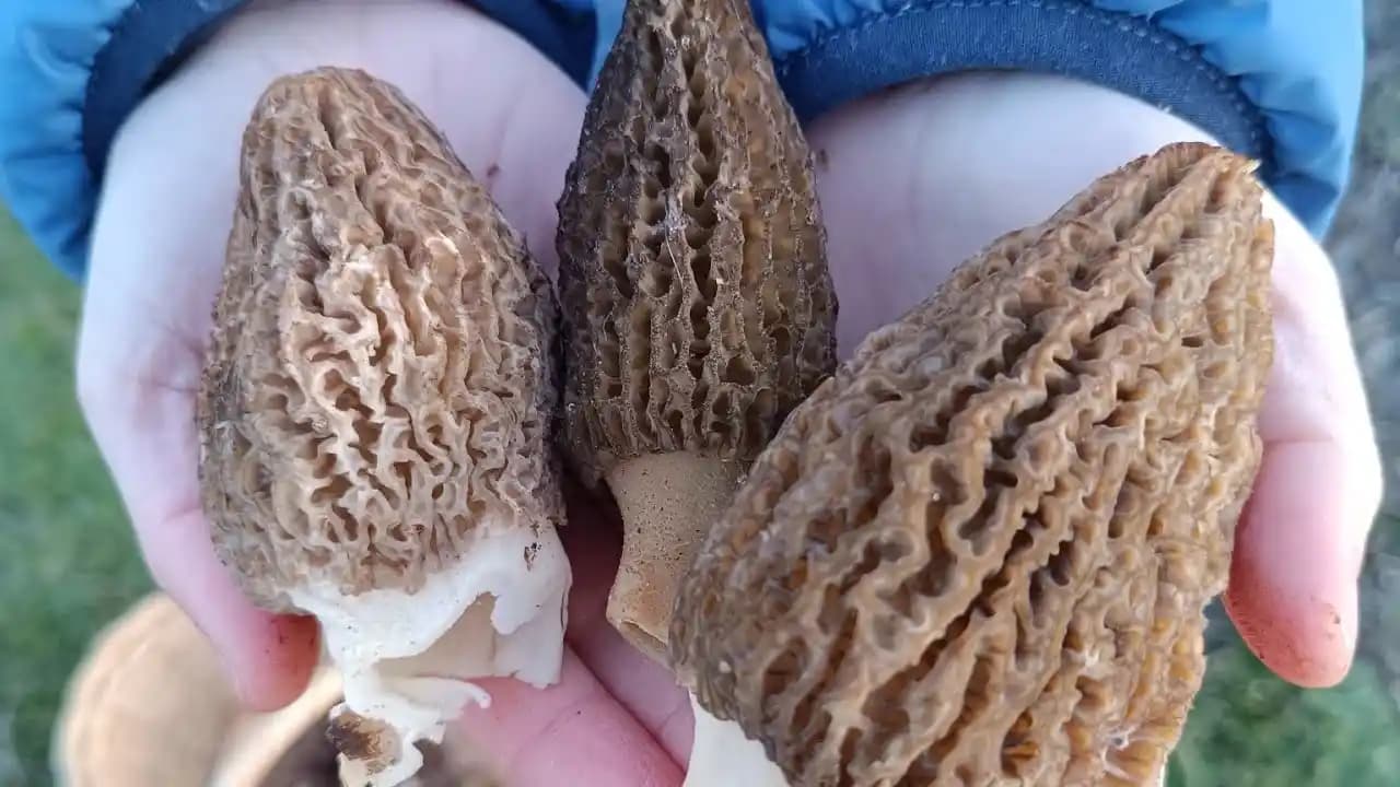 Morel Mantarı Nedir Nasıl Seçilir ve Mutfakta Kullanım İpuçları