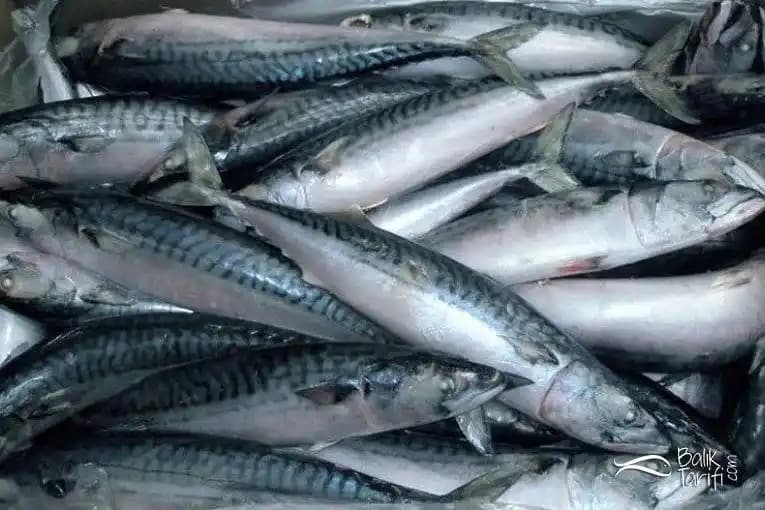 Norveç Palamudu: Denizlerin Gizemli ve Lezzetli Balık Kaynağı Analizi