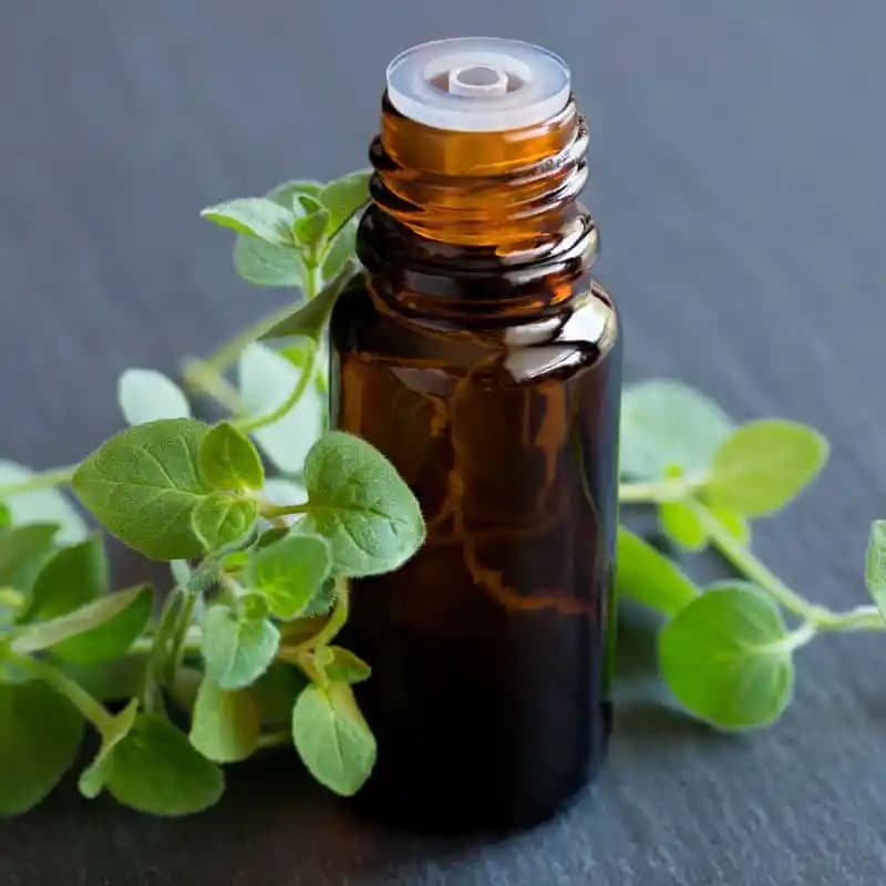 Oregano Yağı Nedir ve Sağlık Faydaları Nelerdir Doğru Kullanım İpuçlarıyla Tanıyın