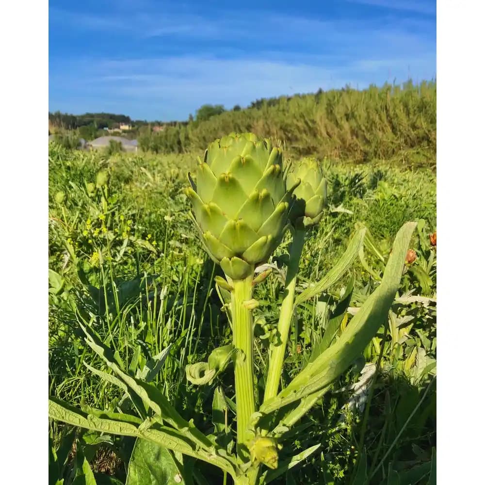 Organik Enginar Nedir, Faydaları ve Sağlıklı Tüketim Yöntemleri Hakkında Bilgi