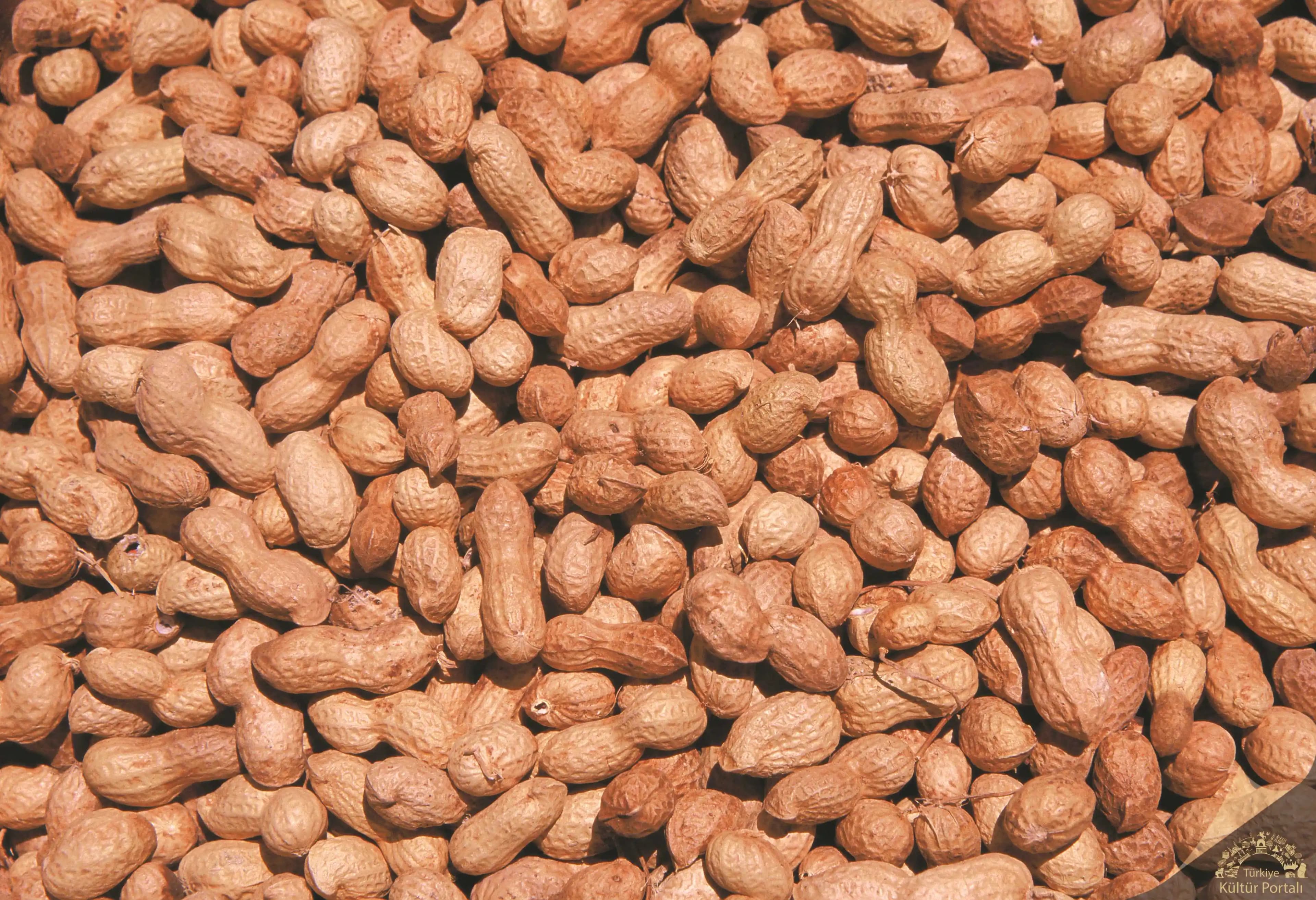 Osmaniye Fıstığı: Türkiye'nin Değerli İncisi ve Kültürel Mirası