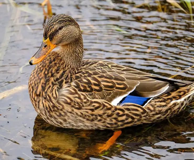 Patos Nedir? Kaliteli ve Pratik Türk Mutfağının Vazgeçilmez Lezzeti