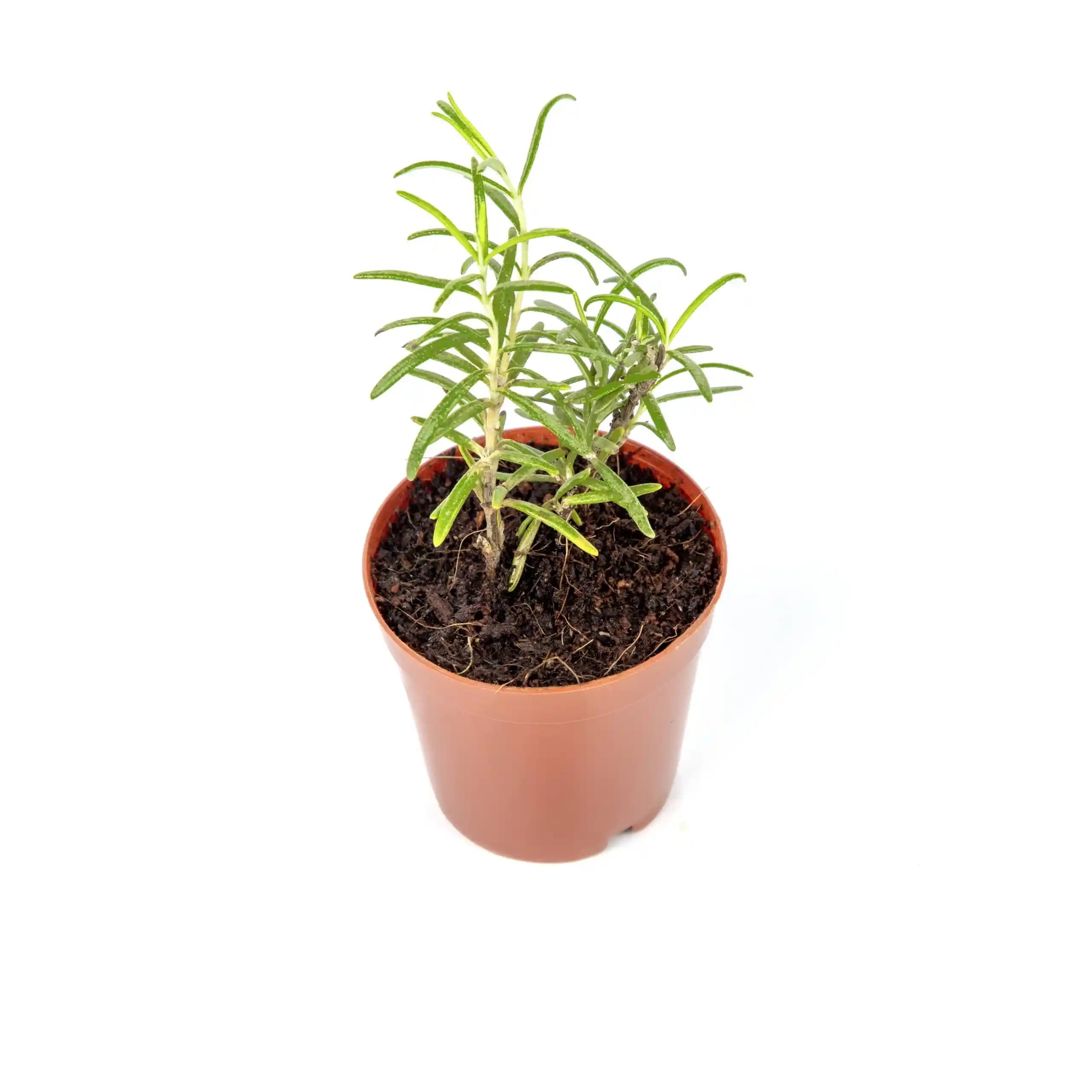 Saksıda Biberiye Yetiştiriciliği: Pratik ve Ekonomik Doğal Aromanın Kaynağı