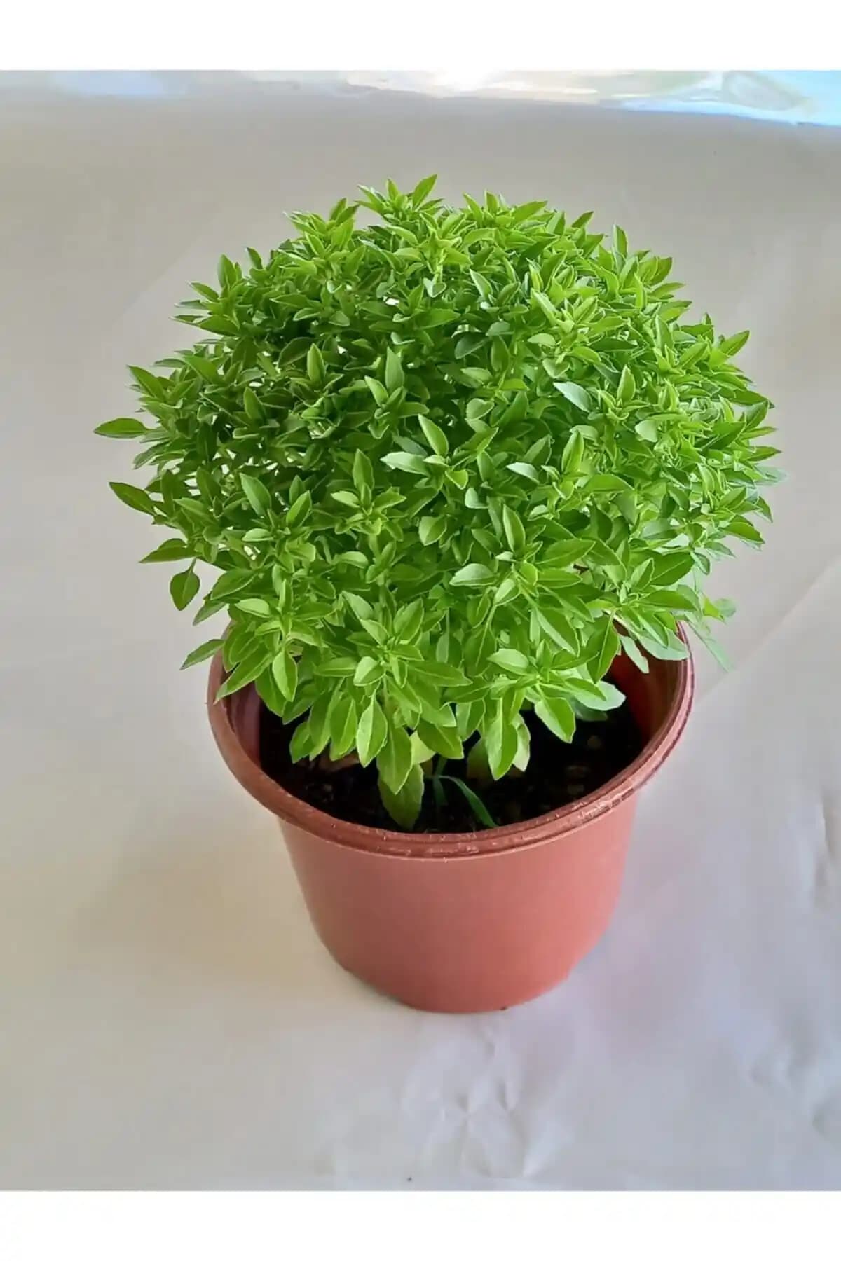 Saksıda fesleğen yetiştirme rehberi: Doğal ve taze otlar için pratik ipuçları