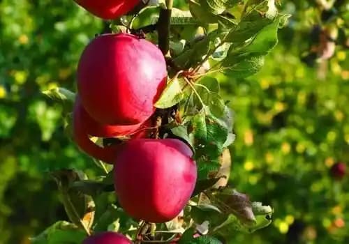 Starking Elma Nedir, Özellikleri ve Marketlerdeki Satın Alma İpuçları