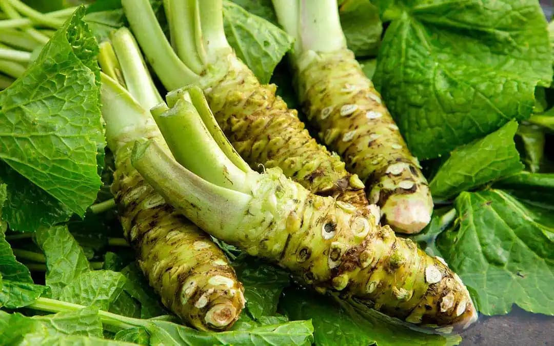 Süpermarketlerde Karşılaşılan Wasabi: Kökeni, Kullanımı ve Sağlık Faydaları
