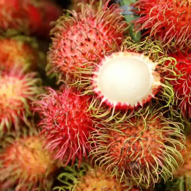 Tropikal Kırmızı Meyveler: Sağlık ve Lezzet İçin Doğal Seçenekler Rehberi