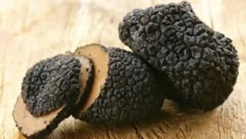 Trüf Mantarı Nedir, Çeşitleri ve Gastronomideki Kullanım Alanları