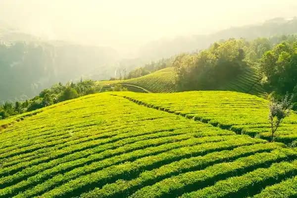 Türkiye’de Çay Yetişme Alanları ve Bölgesel Üretim Özellikleri
