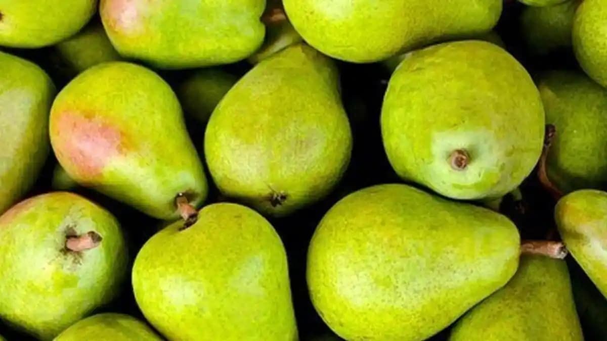 Yeşil Armut Nedir Sağlığa Faydaları ve Tüketim Önerileri Hakkında Detaylı Bilgi