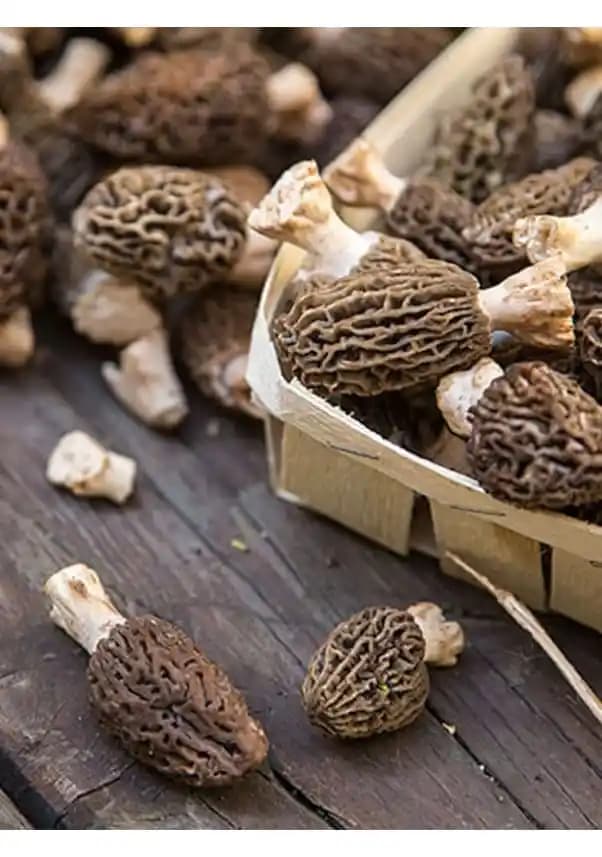 Zehirli ve Yenilebilir Kuzu Göbeği Mantarları: Fiyatlar, Güvenlik ve Tanım İpuçları