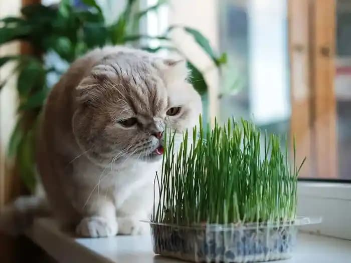Buğdaydan Kedi Çimi: Evcil Kedilerin Sindirim Sağlığını Destekleyen Doğal Çözüm