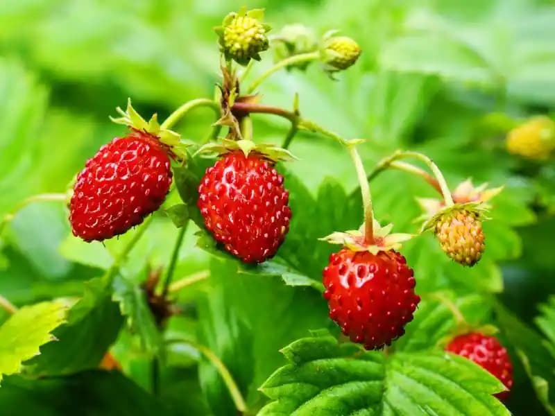 Dağ Çileği Arama Sonuçları Analizi ve Mevcut Bilgi Eksikliği Değerlendirmesi