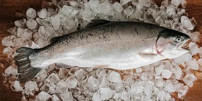 Dondurulmuş Balıkların Sağlık Açısından Değerlendirilmesi ve Koruma Yöntemleri