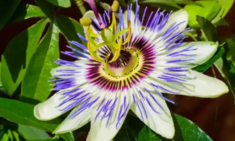 Passiflora Bitkisi ve Potansiyel Zararları: Kullanımda Dikkat Edilmesi Gerekenler