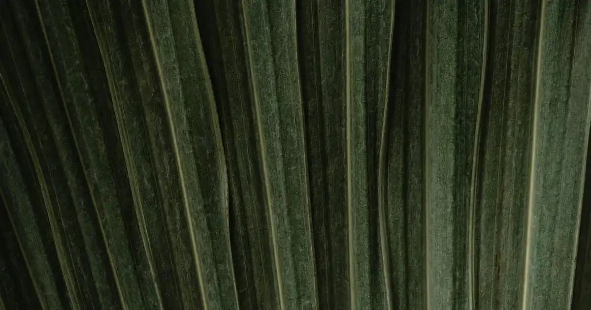 Pirinç Unu ve Proteinocean: Glutensiz Un ve Ürün İncelemesi