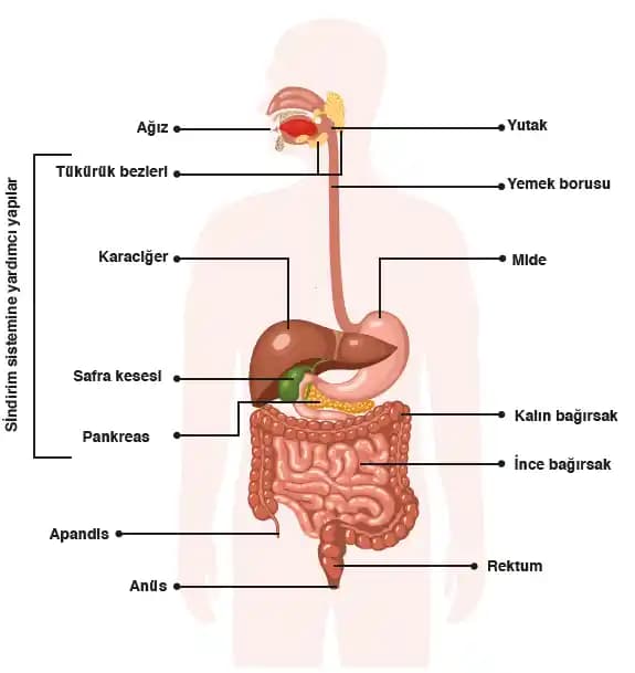 Sindirim Sistemini Düzenleyen Besinler: Lif, Probiyotik ve Su Tüketiminin Önemi