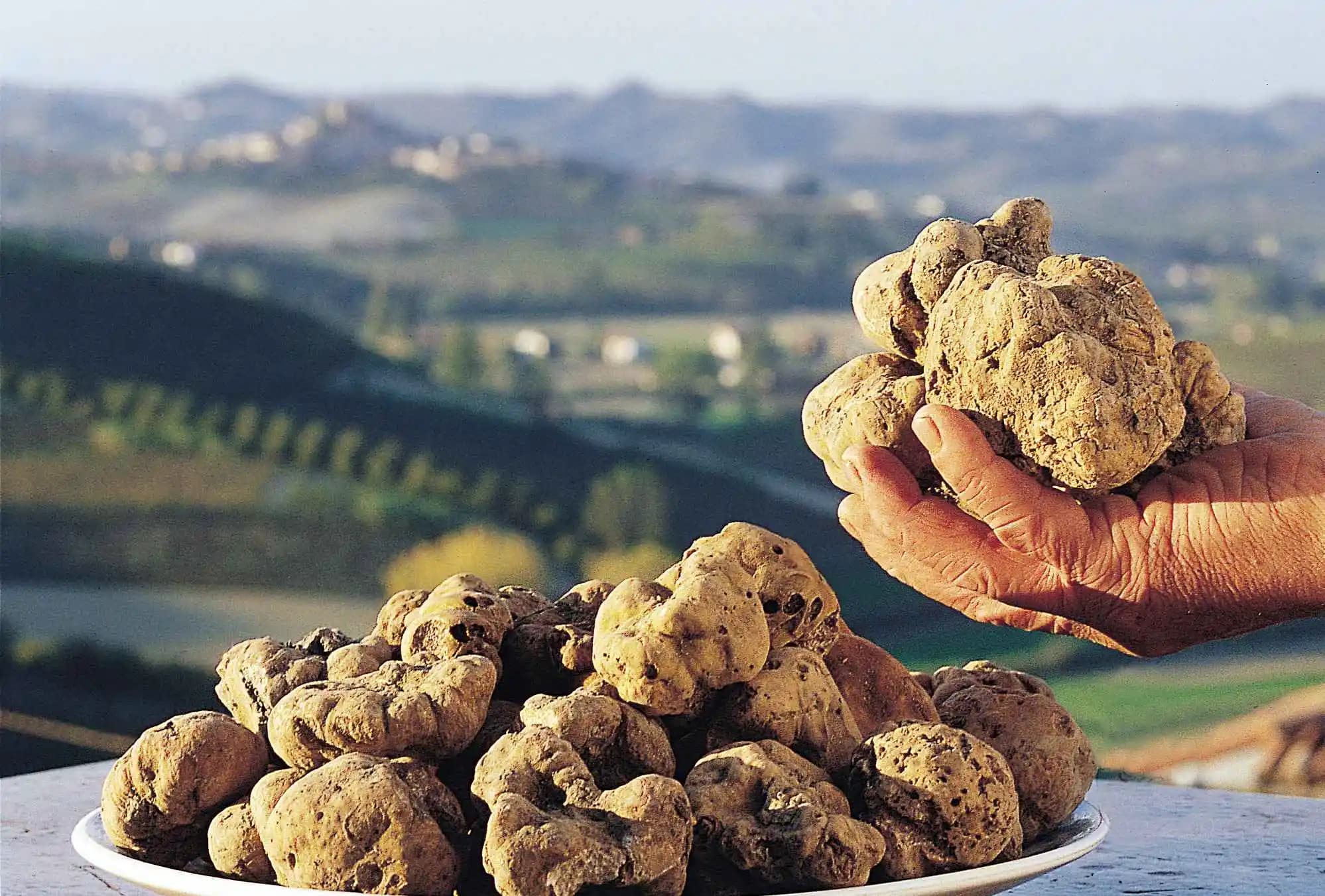 Tartufo Mantarı ve Market Zincirlerinde Görülen Ürünlerle İlgili Genel Değerlendirme