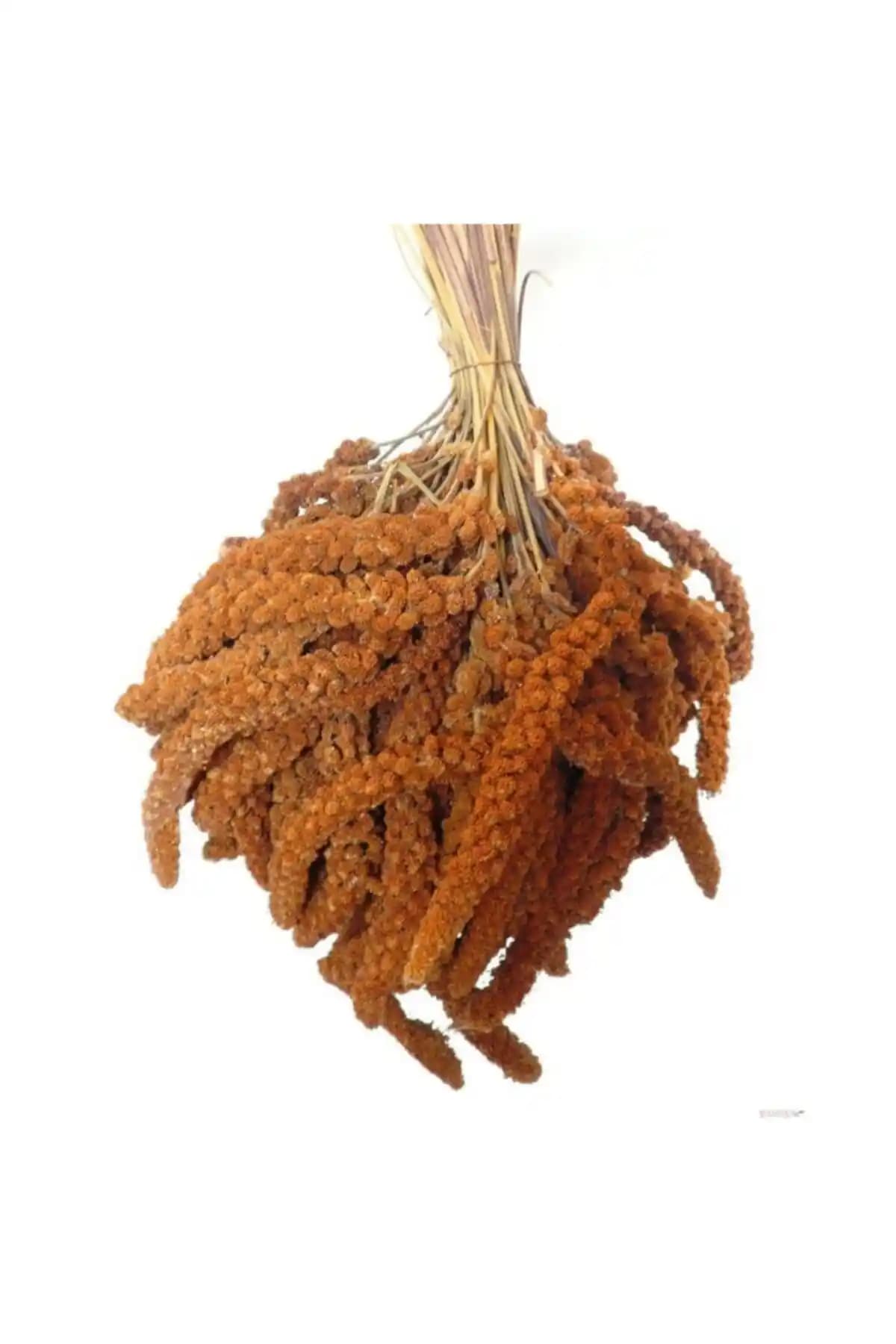 Genel Markalar Kızıl Dal Darı: Doğal ve Besleyici Kuş Yemi Ürün Tanıtımı