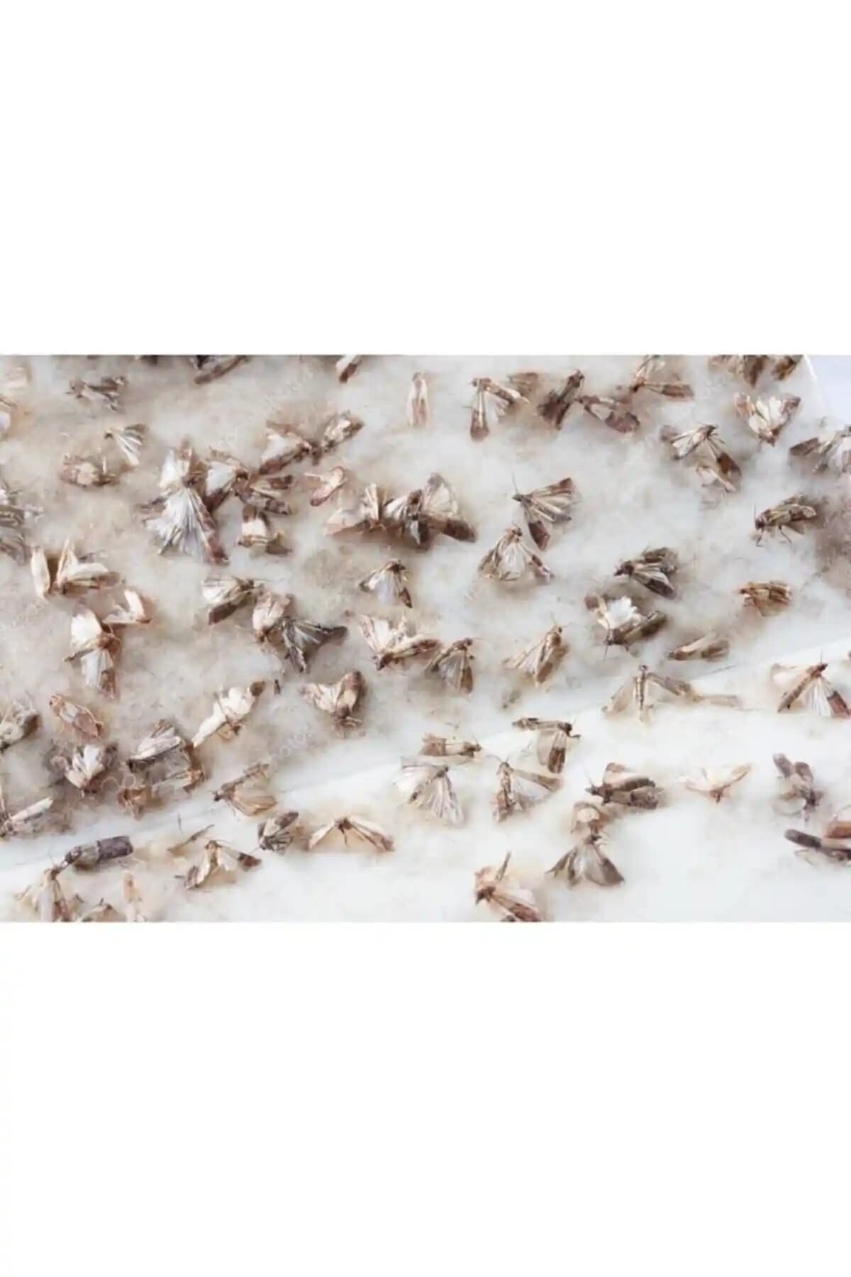 Güve ve kelebek sorunlarına karşı etkili ve çevre dostu feromonlu tuzak çözümü