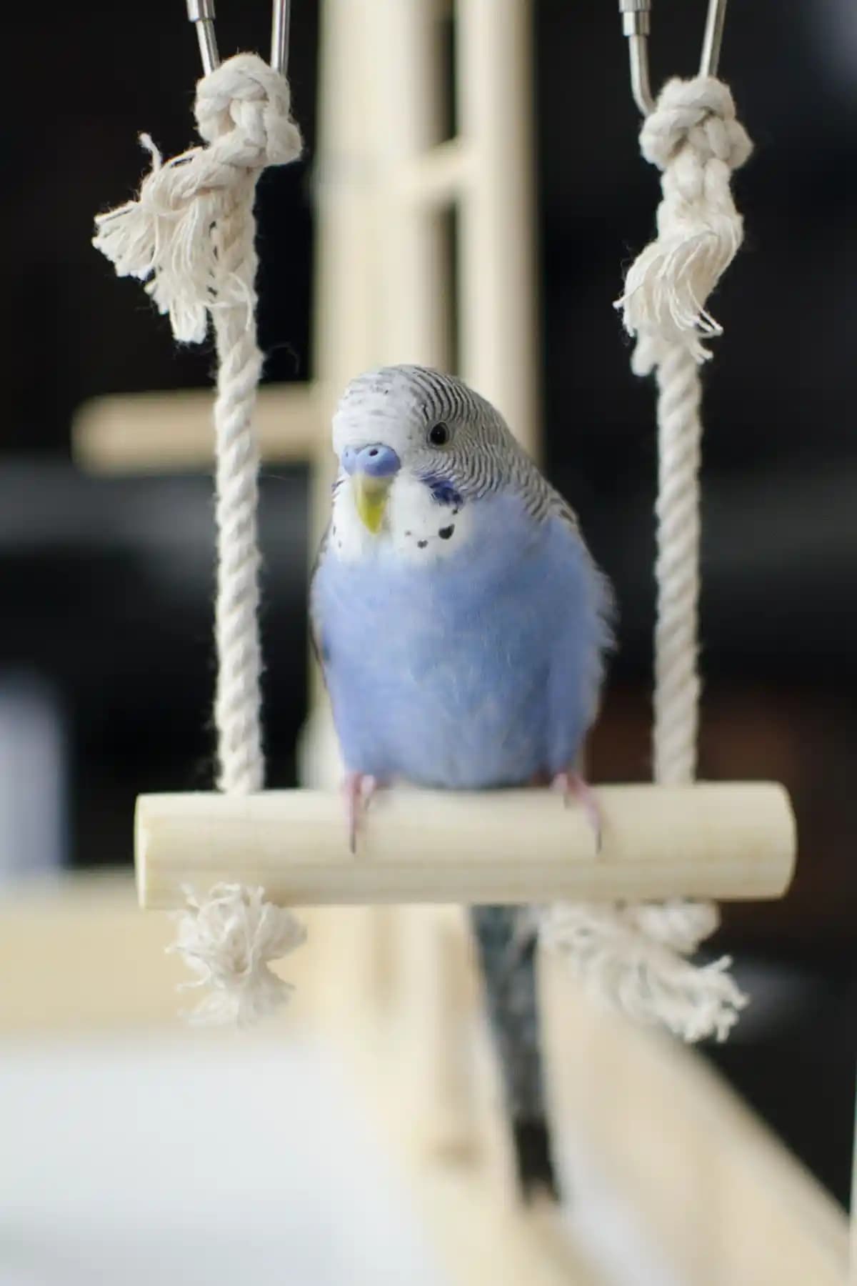 Alyones Muhabbet Kuşu Kafes Salıncağı: Fonksiyonel ve Dayanıklı Kuş Oyuncağı Seçeneği