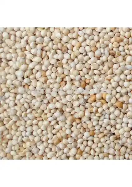 Aslımlar Ak Beyaz Darı Kuş Yemi 5 Kg - Doğal ve Besleyici Kuş Yemeği