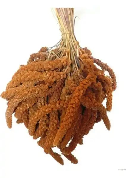 Doğal Kızıl Dal Darı Kuş Yemi 250 gr Organik ve Yüksek Proteinli Kuş Beslenme Ürünü