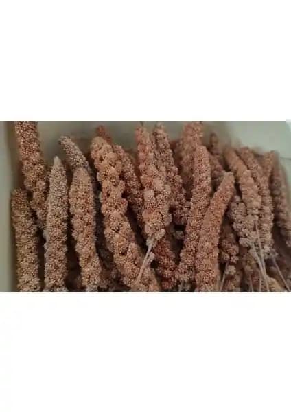 Kızıl Dal Darı ile Kuşlarınızın Sağlıklı ve Doğal Beslenmesini Sağlayın