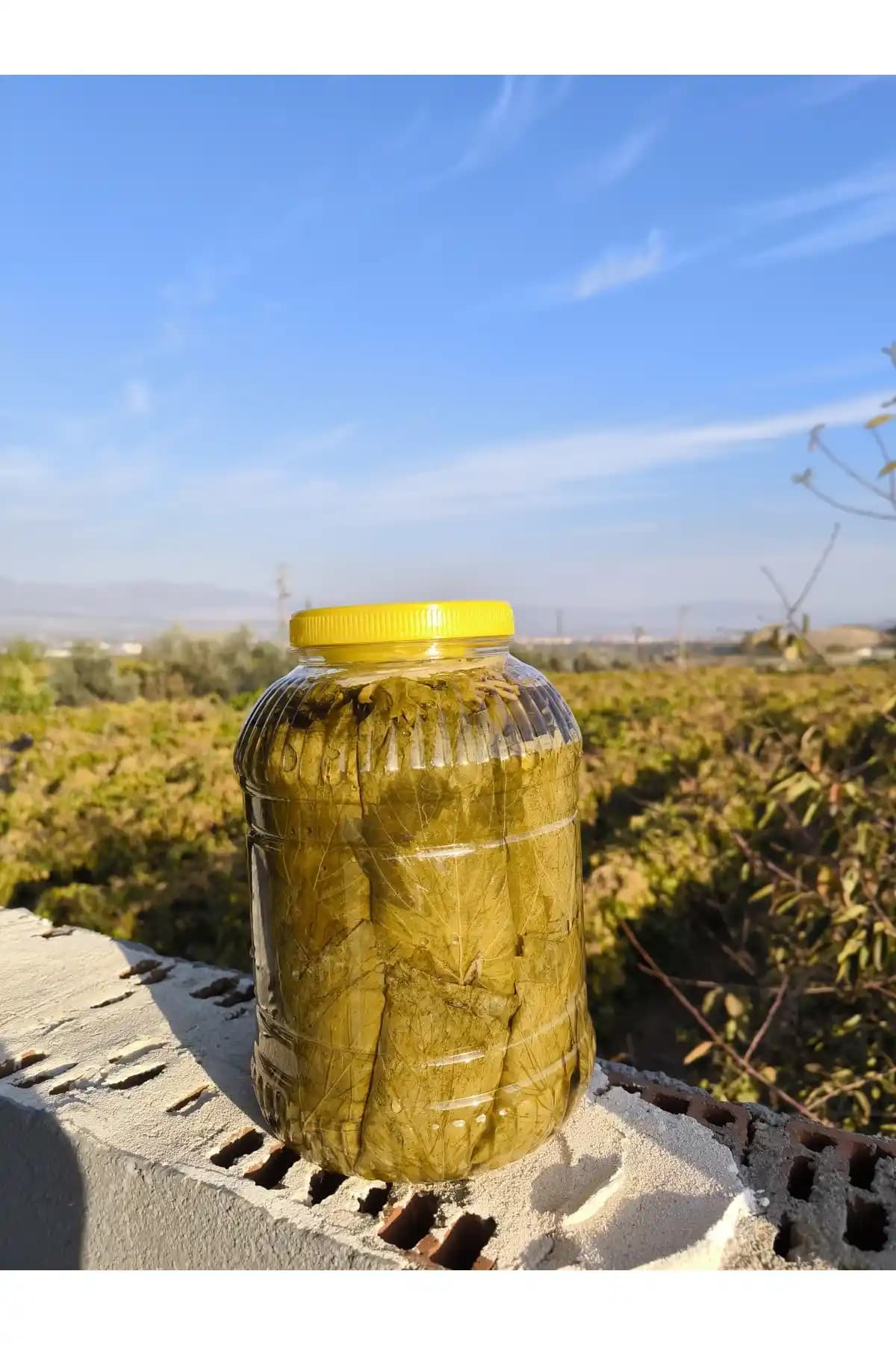 Tokat Erbaa Bölgesinden Doğal Salamura Asma Yaprağı 5 Kg Paketle Satışa Sunuluyor