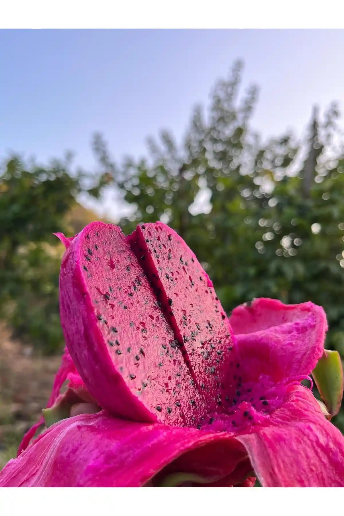 ARI ORGANIC Ejder Meyvesi 1 Kg Doğal ve Sağlıklı Meyve Seçeneği