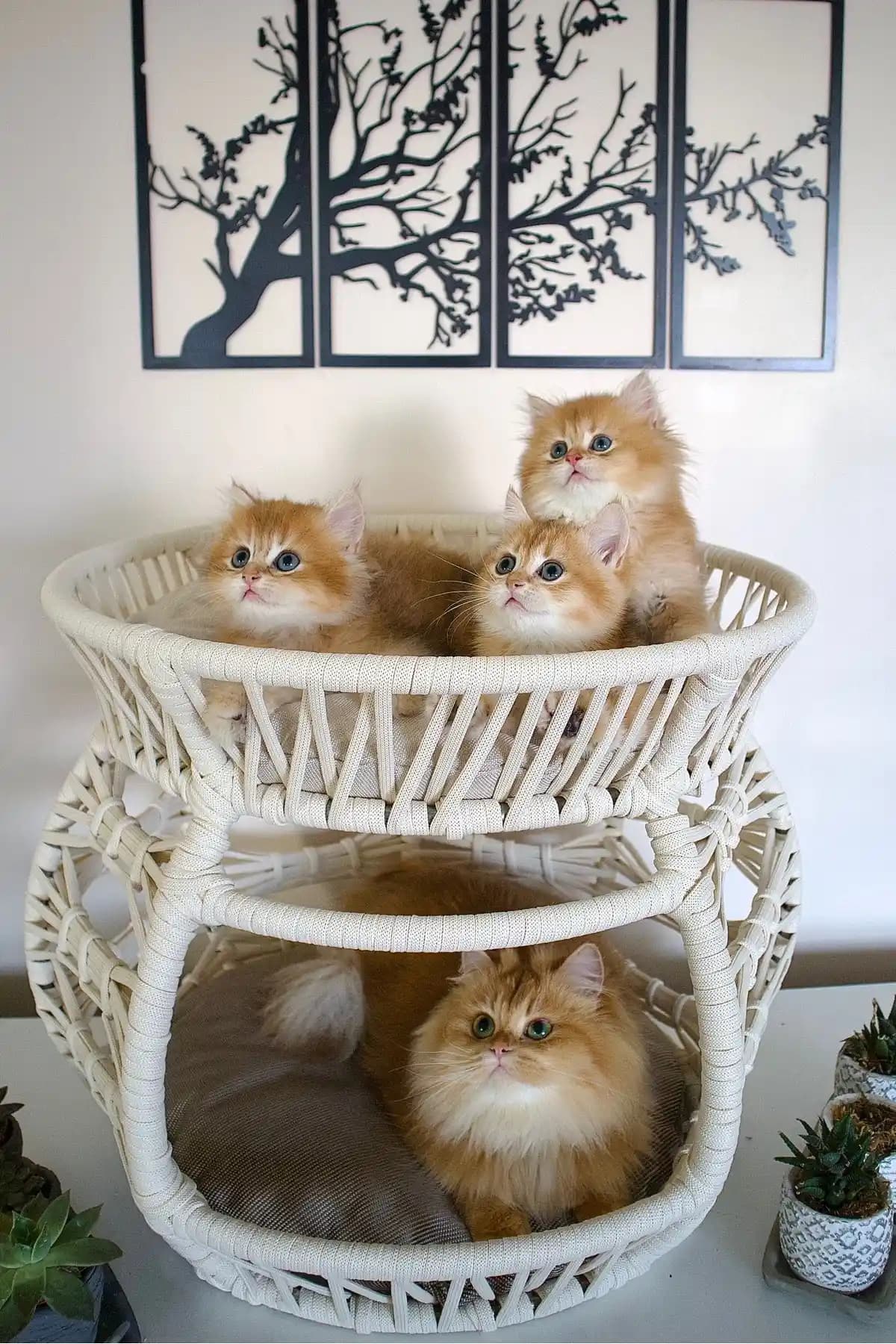 Lüxperi Krem Rengi Çift Katlı Kedi Yatağı: Şık ve Dayanıklı Konfor Alanı