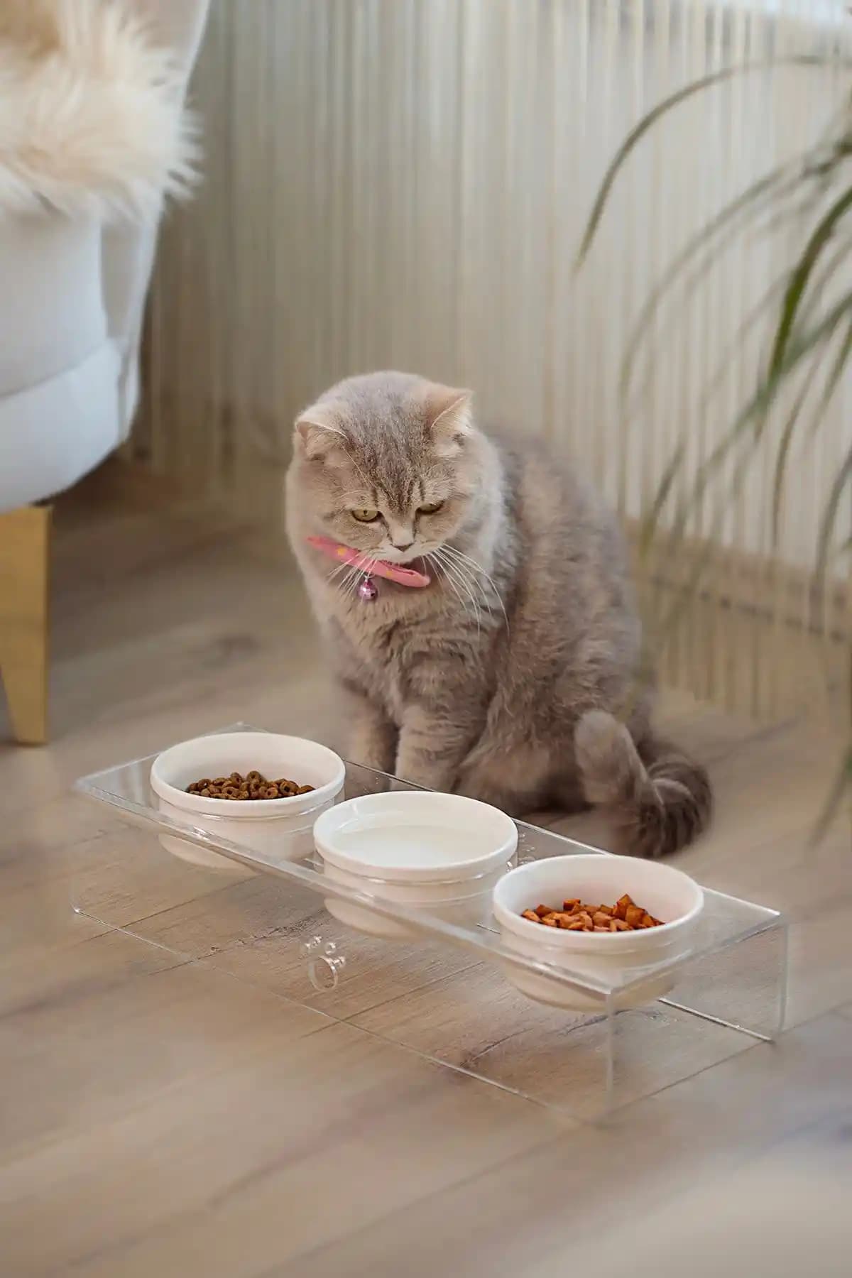 Relaxco Seramik ve Pleksiglass Evcil Hayvan Mama ve Su Kabı Ürün İncelemesi