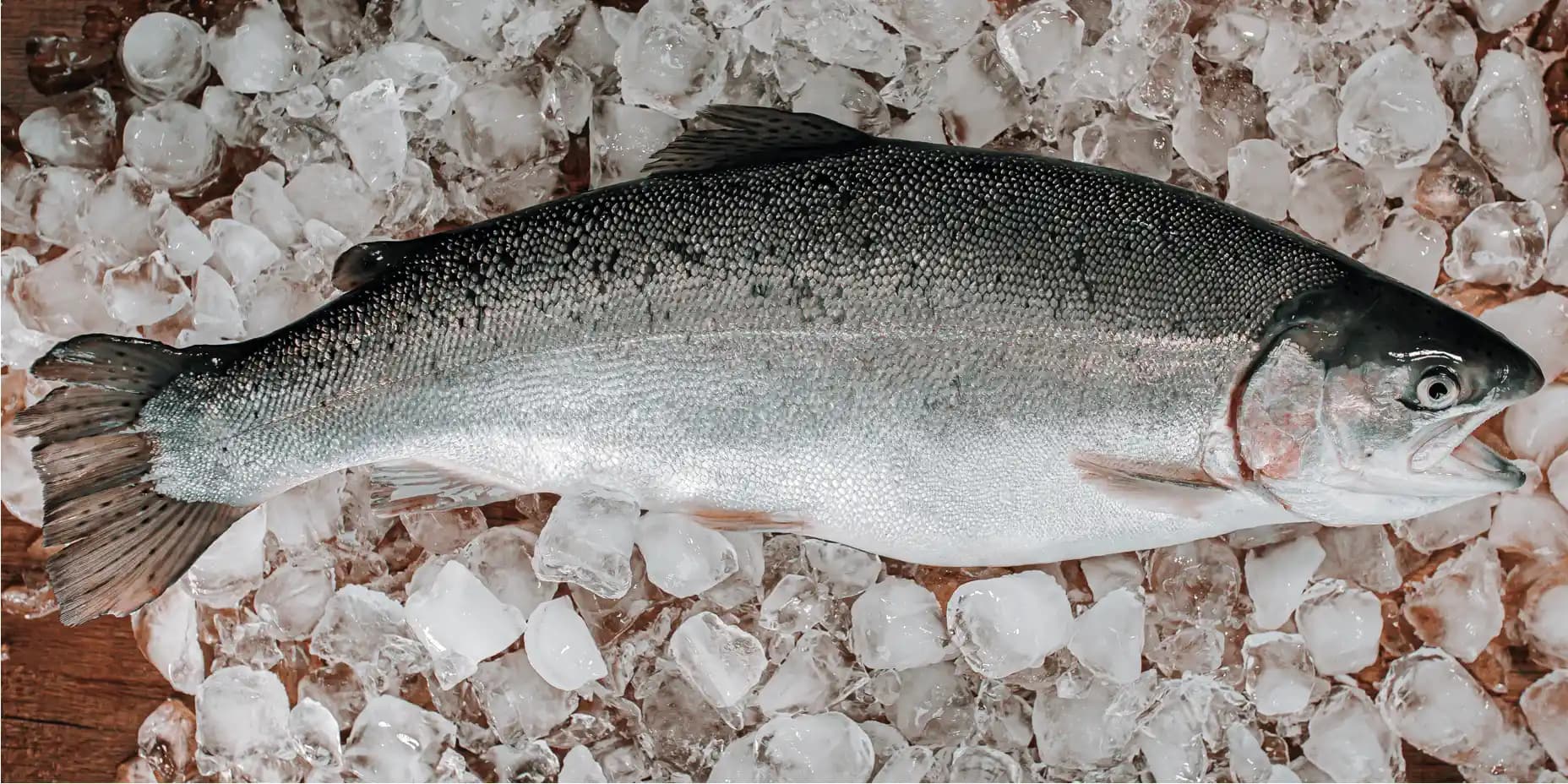 Dondurulmuş Balık ve Somon Alırken Dikkat Edilmesi Gerekenler ve Pişirme Önerileri