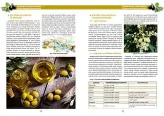 Graza Zeytinyağı: Kalite Değerlendirmesi, Ambalaj Özellikleri ve Pazarlama Stratejileri