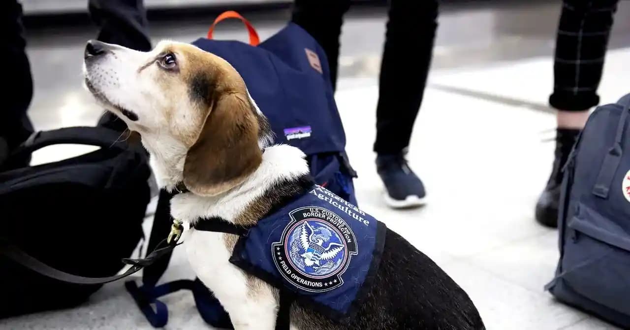 USDA Personel Kesintilerinin ABD Market Fiyatları ve İstilacı Türler Üzerindeki Etkileri