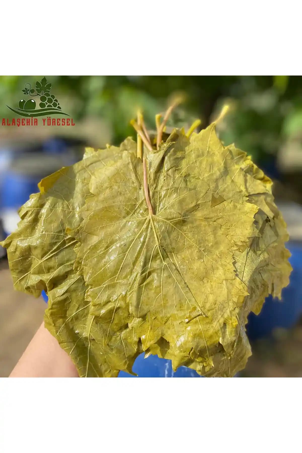 Alaşehir Yöresel Damarsız İnce Mayıs Salamura Yaprakları Doğal ve Sağlıklı Sarmalık Alternatif