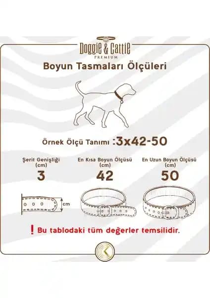 Köpek Tasması Seçimi: Eğitim ve Günlük Kullanım İçin En İyi Modellerin Karşılaştırması