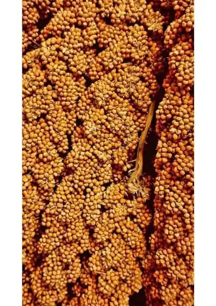 Altın Ekin Kızıl Dal Darı 1 kg Kuş Yemi Yüksek Protein ve Enerji Kaynağı