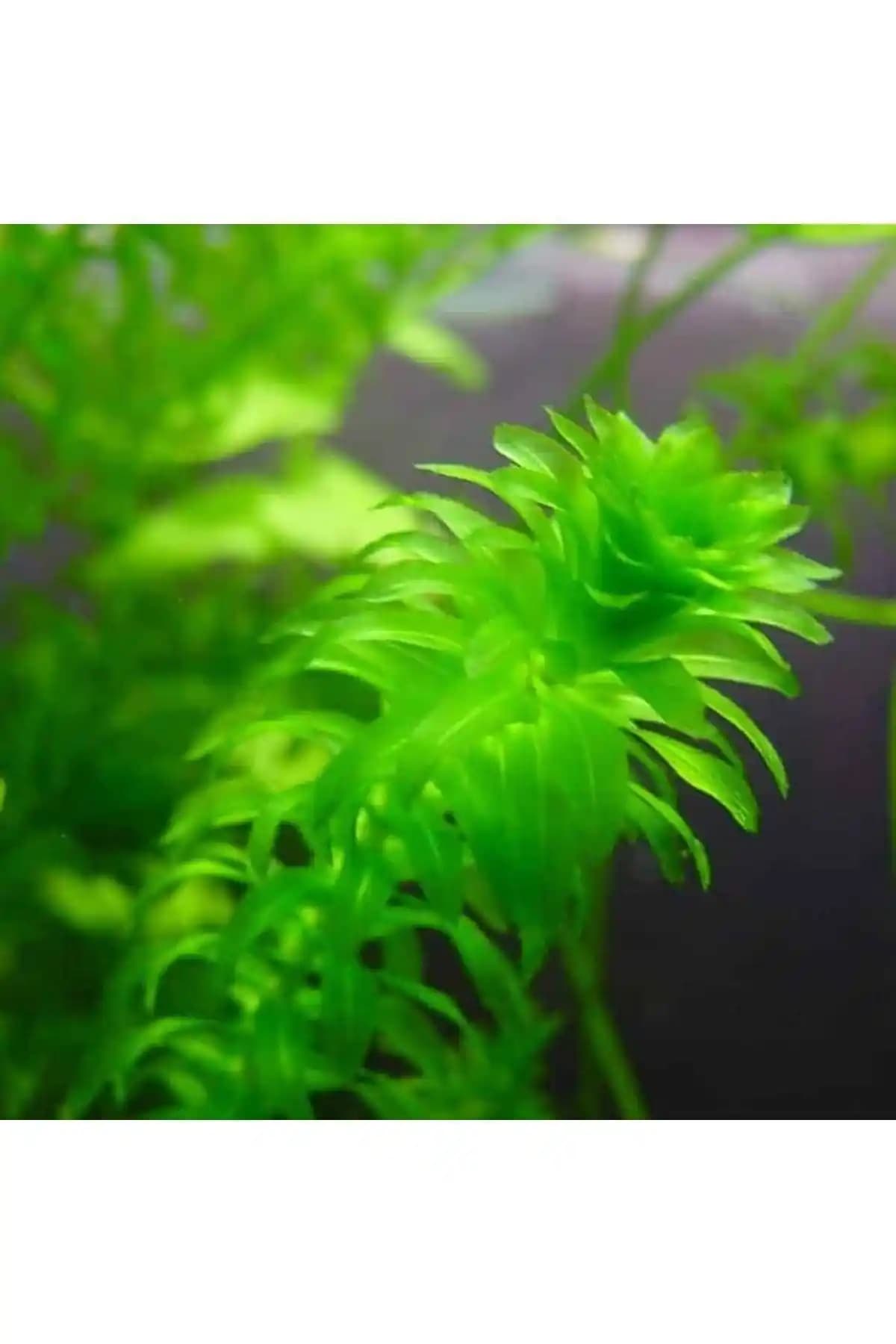 Akvaryum Bitkileri Karşılaştırması: Marimo Scape Elodea ve WOOF Egeria Najas Özellikleri