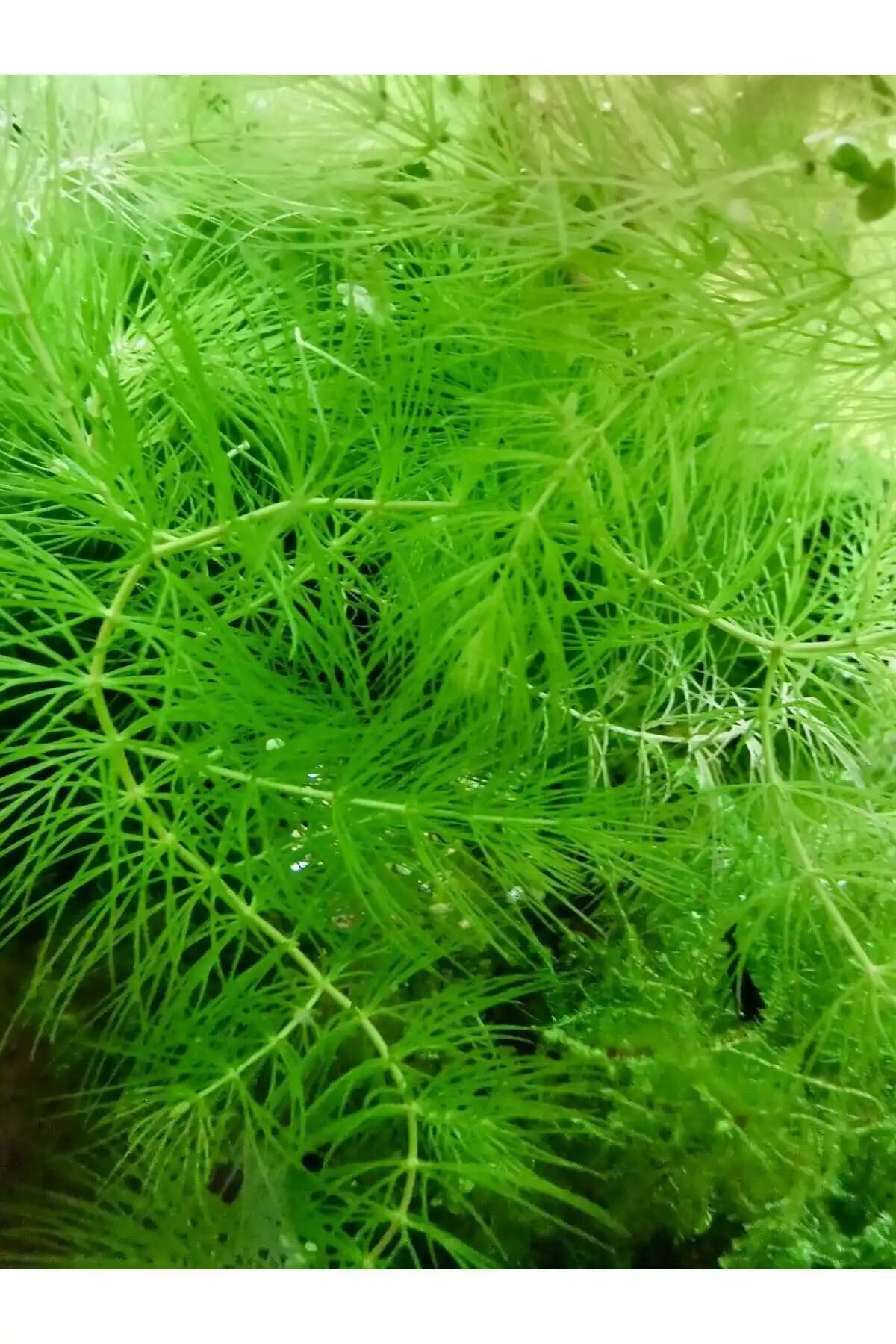 Ceratophyllum Demersum Akvaryum Bitkisi: Doğal ve Kolay Bakımlı Seçenek