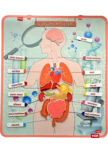 Çocuklar İçin İç Organlar Keçe Panosu: Eğlenceli ve Eğitici Biyoloji Öğrenme Aracı