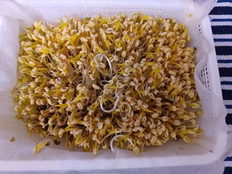 Evde Mung Fasulyesi Filizi Yetiştirmenin Yöntemleri ve İpuçları